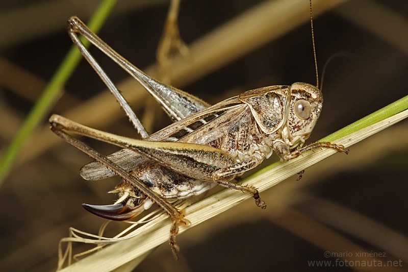 Grillos Y Saltamontes – Maruganeando